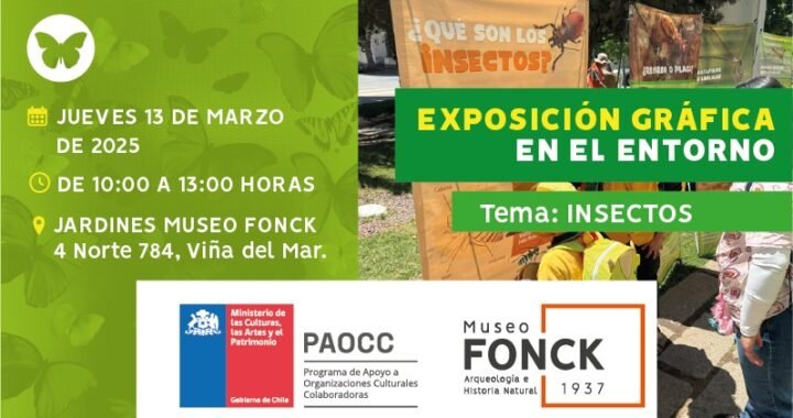 Un viaje al microcosmos: Nueva exposición gratuita del Museo Fonck sobre insectos sorprende en Viña del Mar.
